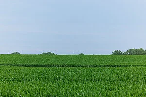 QIRA_Iowa_Corn_2