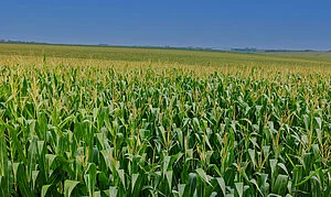 QIRA_Iowa_Corn_3