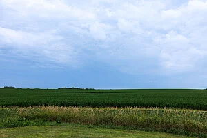 QIRA_Iowa_Corn_6