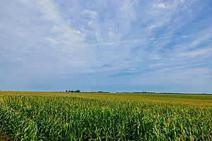 QIRA_Iowa_Corn_5