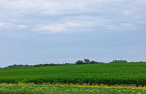 QIRA_Iowa_Corn_4